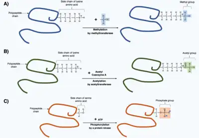 Three polypeptide chains with one amino acid side chain showing, two have a lysine and one has a serine. Three arrows indicating different post-translational modifications with the new chemical group added to each side chain. The first is methylation then acetylation followed by phosphorylation.