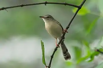 P. i. herbertiBangkok, Thailand