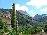 Puig Major (immediately to the right of the cactus) seen from the village of Fornalutx (near Soller)