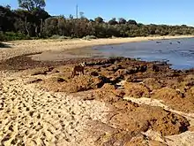 Photograph of dog on the rocks at Ricketts Point