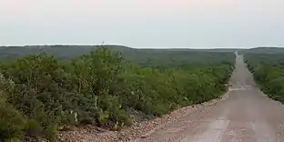 Road through Tamaulipan thornscrub, Webb County, Texas, USA (10 June 2016)