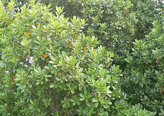 Detail of the foliage.