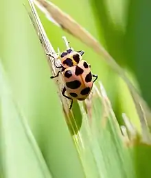Spotted Pink Lady Beetle