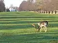 The avenues are grazed by herds of Fallow and Red deer