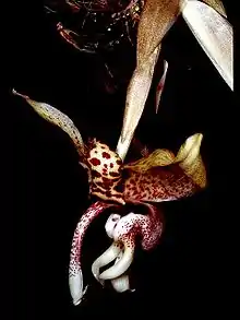 Stanhopea hernandezii
