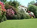 Rhododendrons in flower