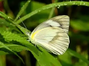 Ventral view (female)