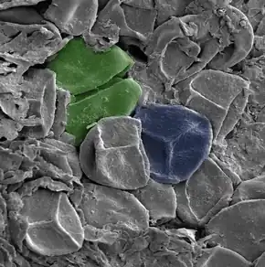 Image 35A late Silurian sporangium, artificially colored. Green: A spore tetrad. Blue: A spore bearing a trilete mark – the Y-shaped scar. The spores are about 30–35 μm across. (from Evolutionary history of plants)