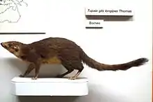 Stuffed brown treeshrew