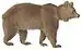 Brown bear