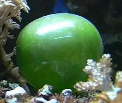 The unicellular bubble algae lives in tidal zones. It can have a 4 cm diameter.