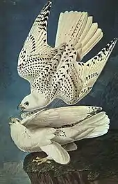 Image 3White gyrfalcons drawn by John James Audubon (from Conservation biology)