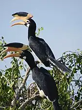 Malabar pied hornbill