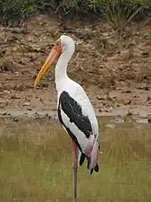 Painted stork