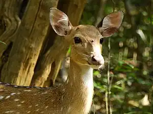Sri Lankan axis deer