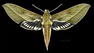 Xylophanes nabuchodonosor  ♀