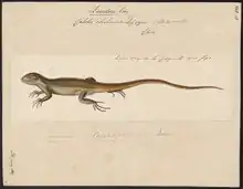 An illustration of Calotes chilensis from 1700-1880